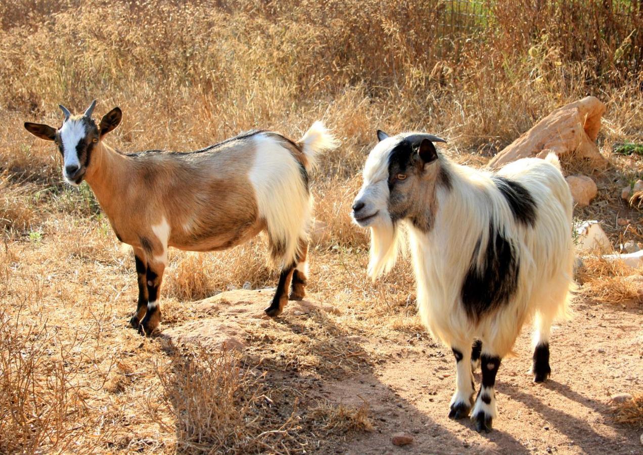 Agriturismo Da Pina Porto Conte Dış mekan fotoğraf